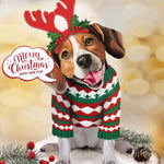 Holiday Beagle Pop-Up in Sweater