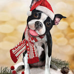 Holiday Boston Terrier Pop-Up in Santa hat