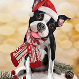 Holiday Boston Terrier Pop-Up in Santa hat