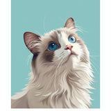 Ragdoll Cat Card