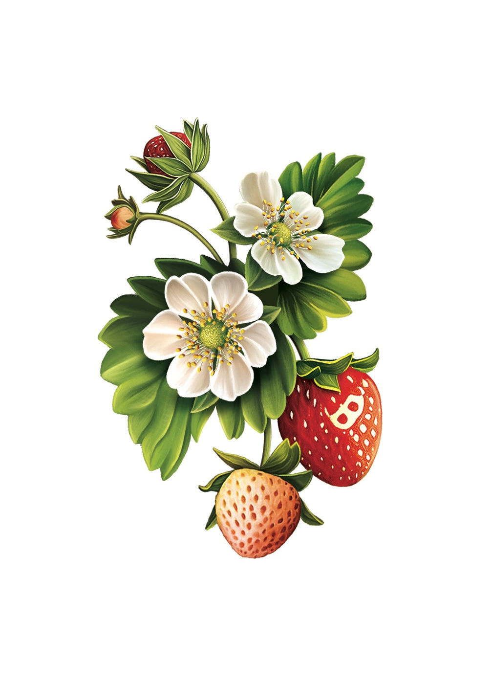 Strawberry Blossom Card