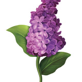 Grande Garden Lilacs Card