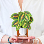 Mini Bouquet Prayer Plant