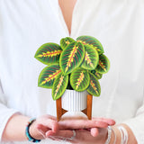 Mini Bouquet Prayer Plant