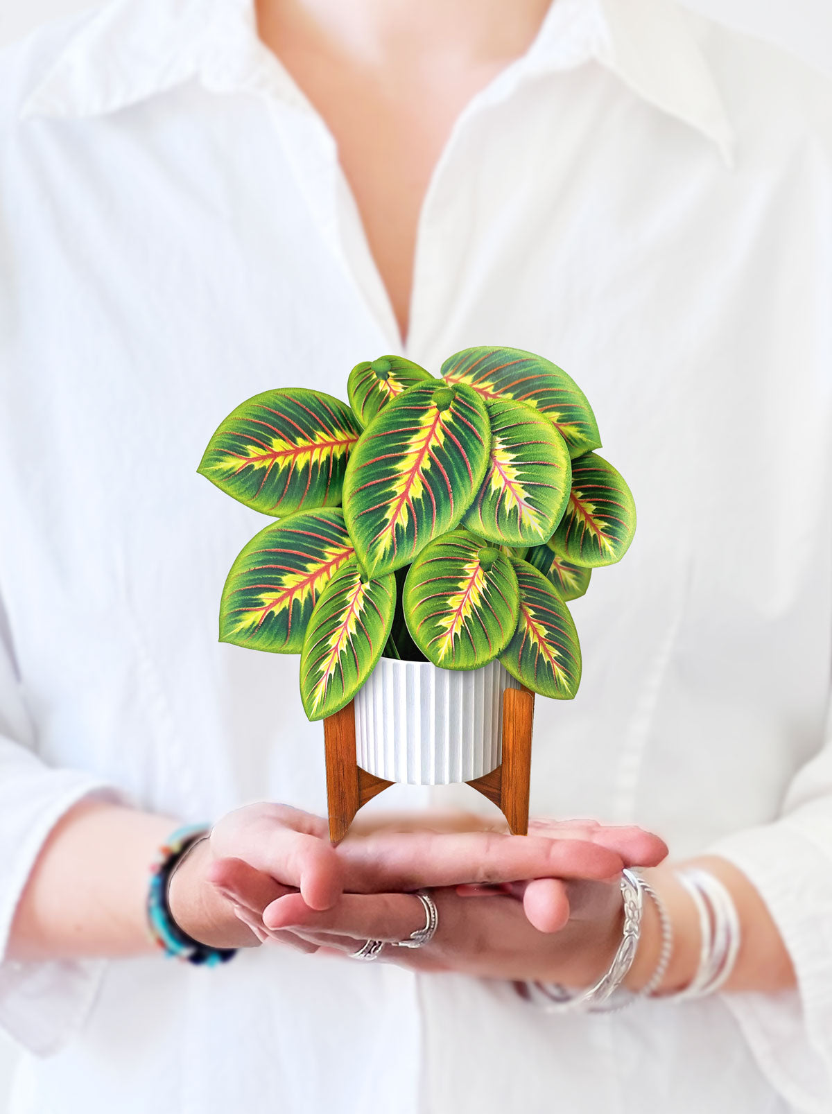 Mini Bouquet Prayer Plant