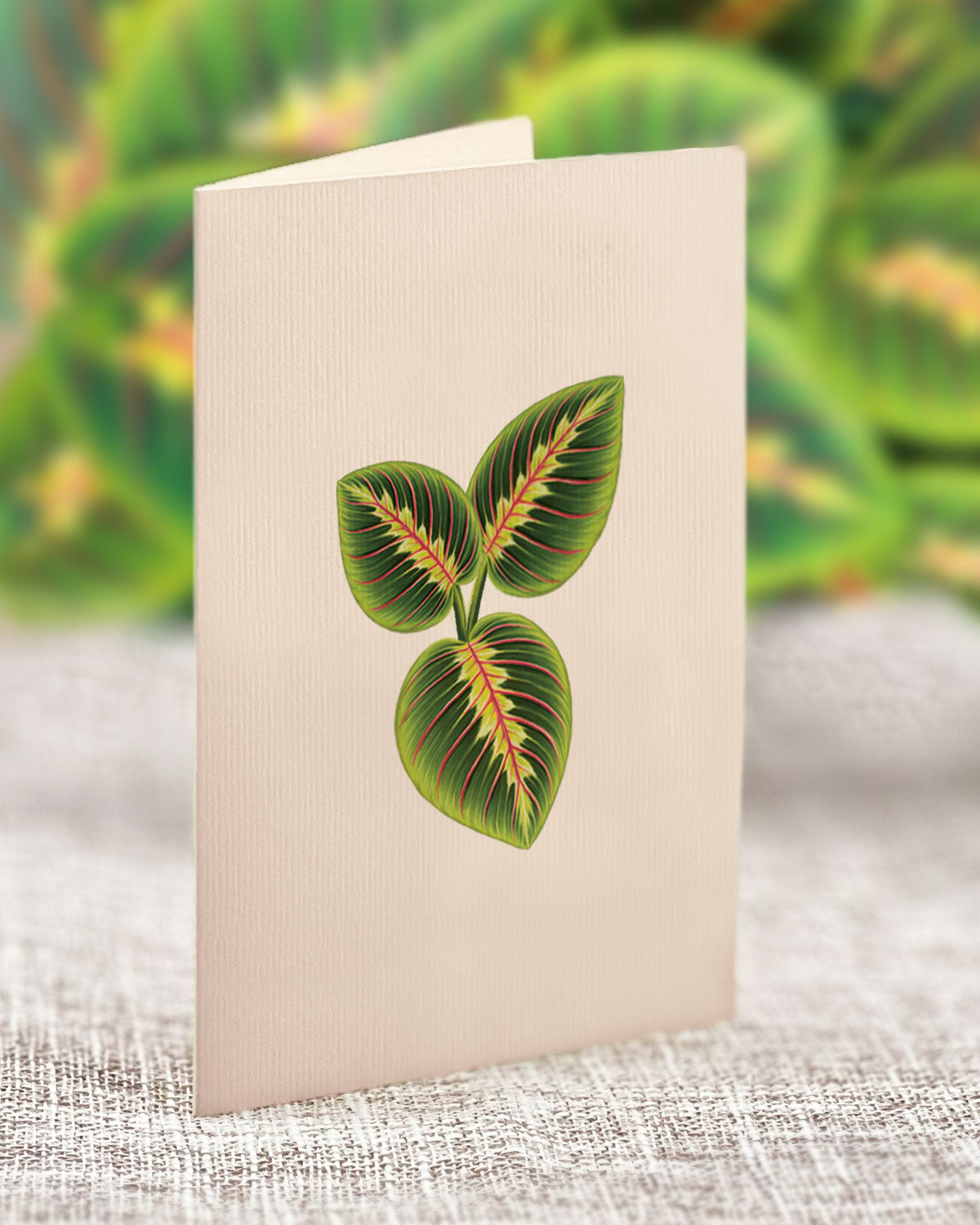 Mini Prayer Plant notecard