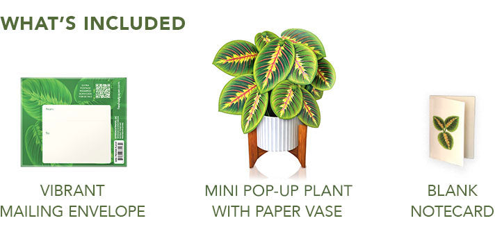 Mini Prayer Plant Pop-Up Card