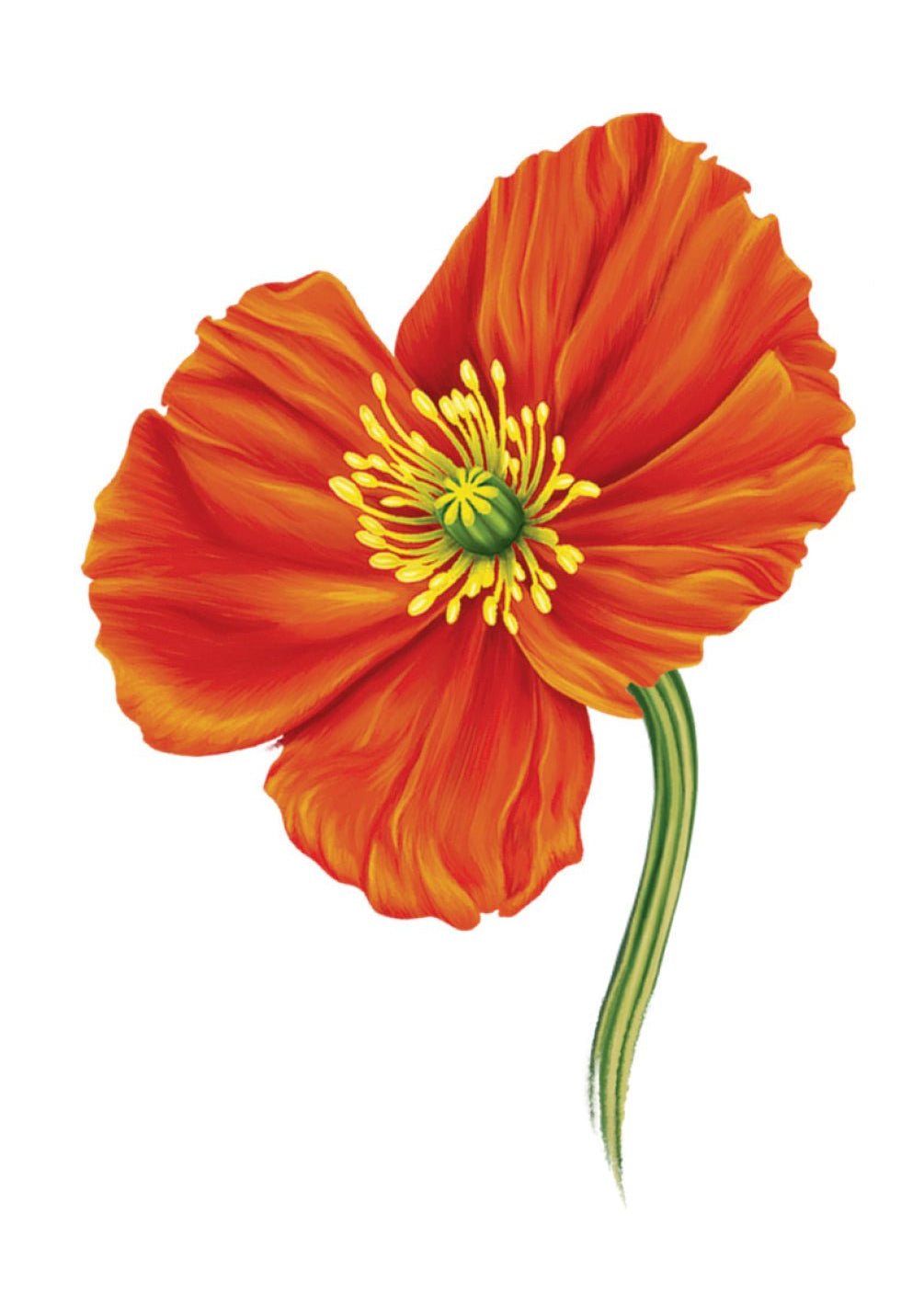 French Poppy Card - FreshCut Paper