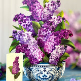 Garden Lilacs - FreshCut Paper