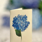 Grande Nantucket Hydrangea - FreshCut Paper