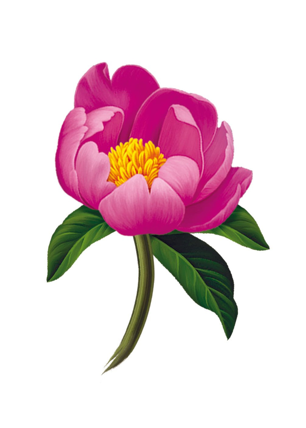 Grande Peony Paradise Card - FreshCut Paper