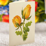 Grande Sorbet Roses - FreshCut Paper