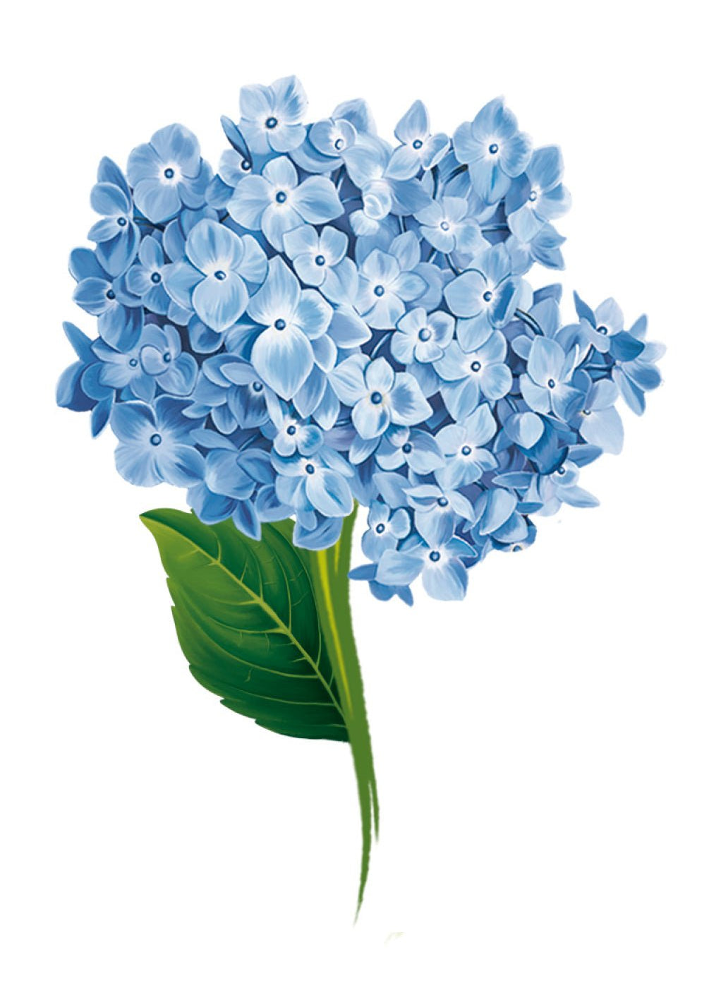 Hydrangea Card - FreshCut Paper