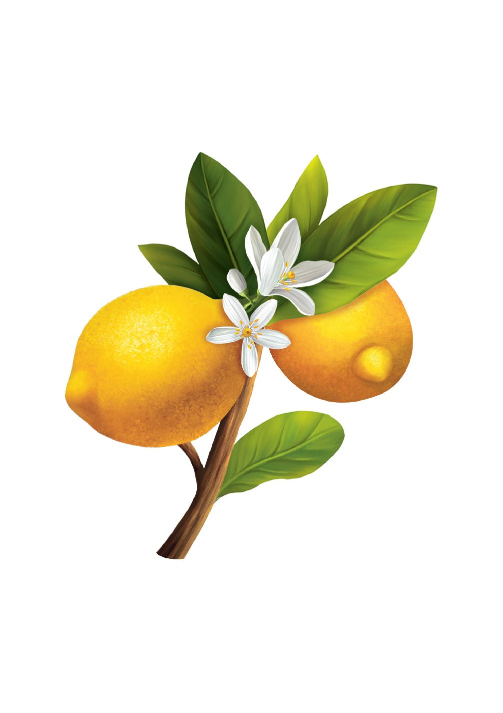 Lemon Blossom Card - FreshCut Paper