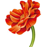 Marigold Card - FreshCut Paper