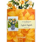 Mini English Daffodil Gift - FreshCut Paper