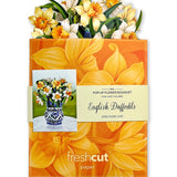 Mini English Daffodil Gift - FreshCut Paper