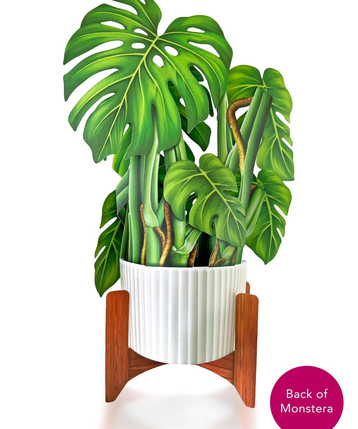 Monstera Plant - FreshCut Paper