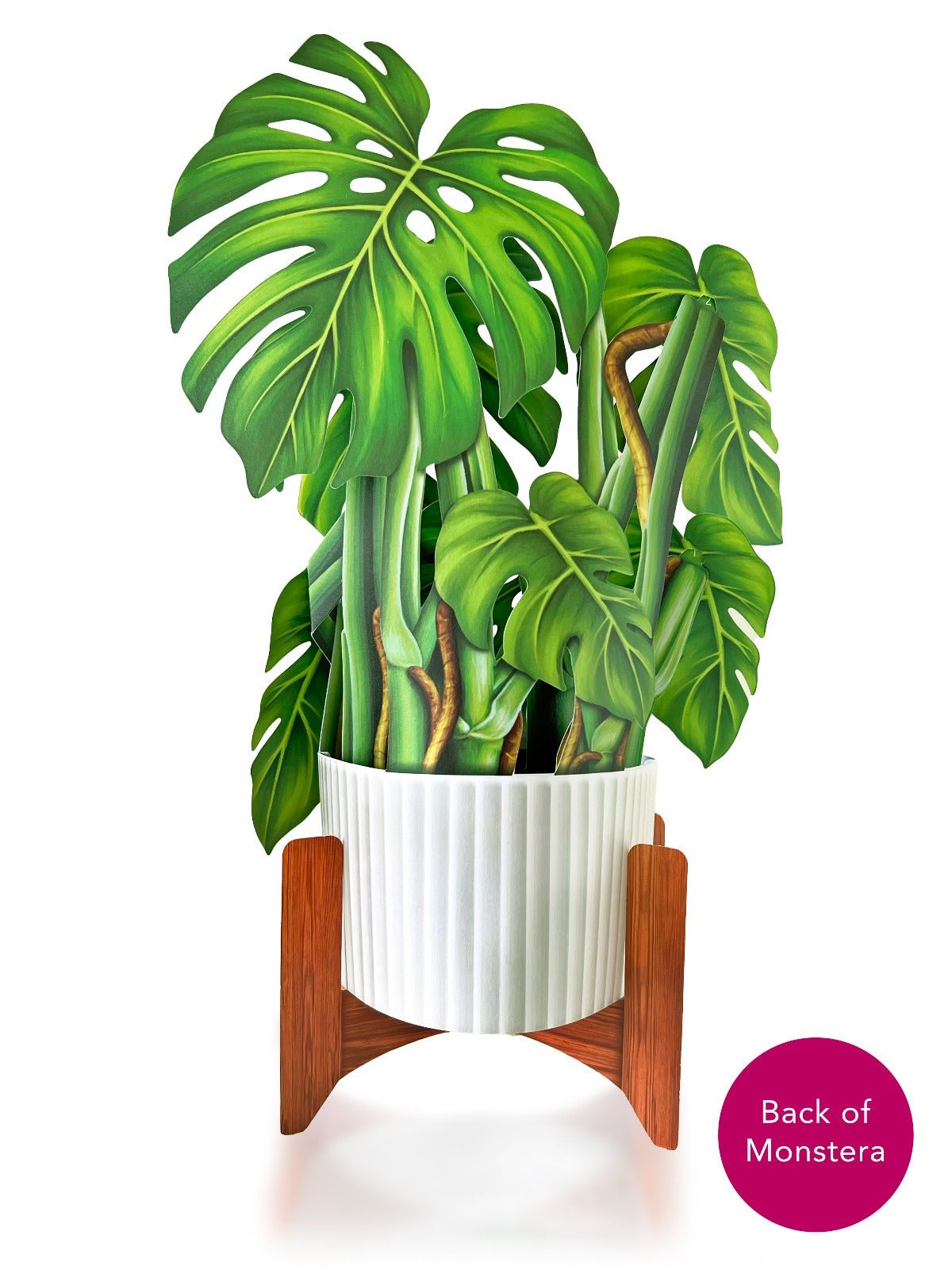 Monstera Plant - FreshCut Paper