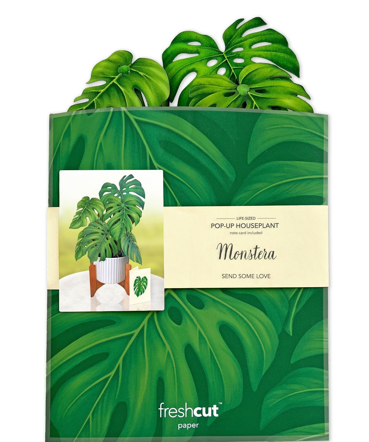 Monstera Plant - FreshCut Paper