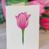 Pink Tulips - FreshCut Paper