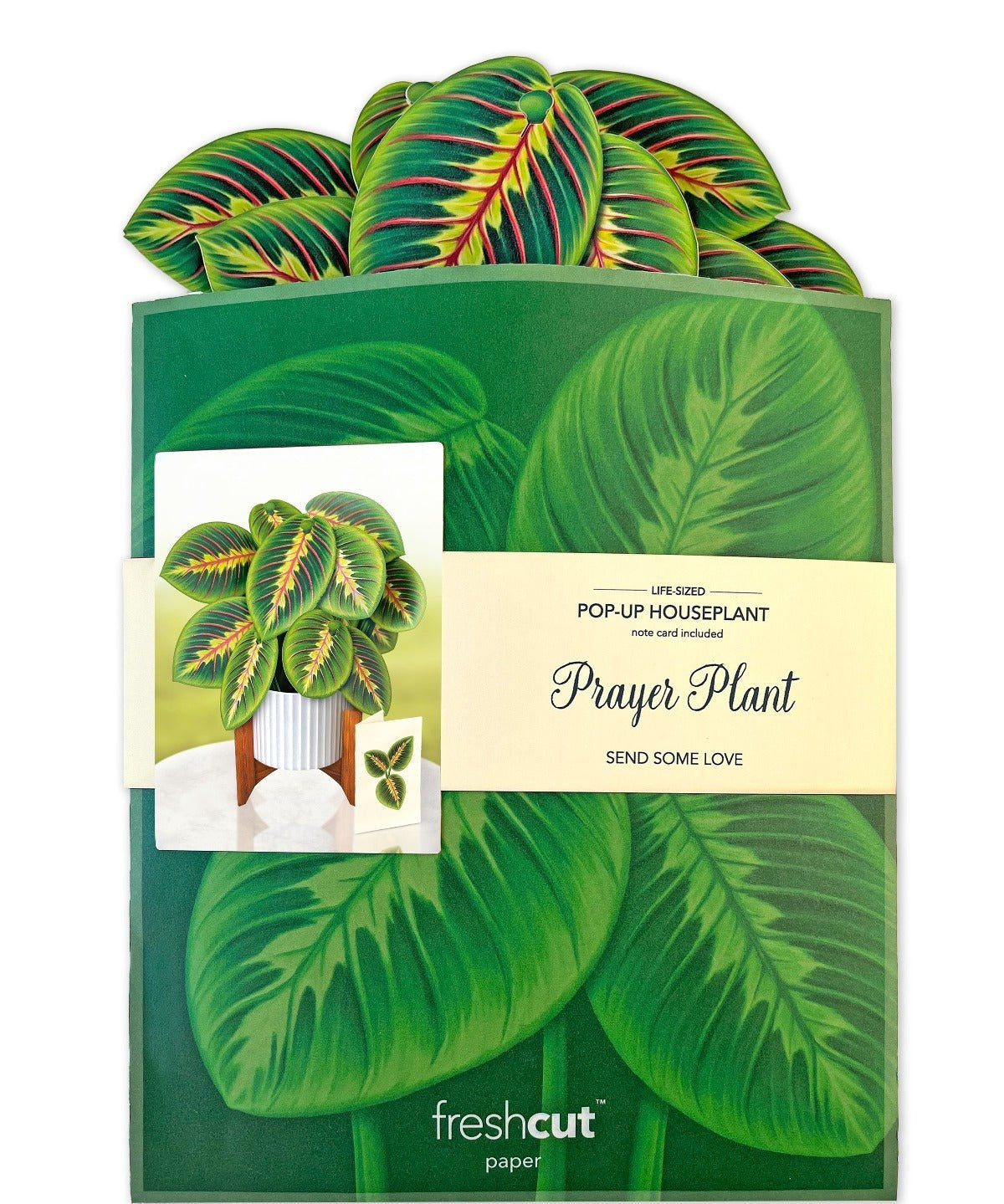 Prayer Plant - FreshCut Paper