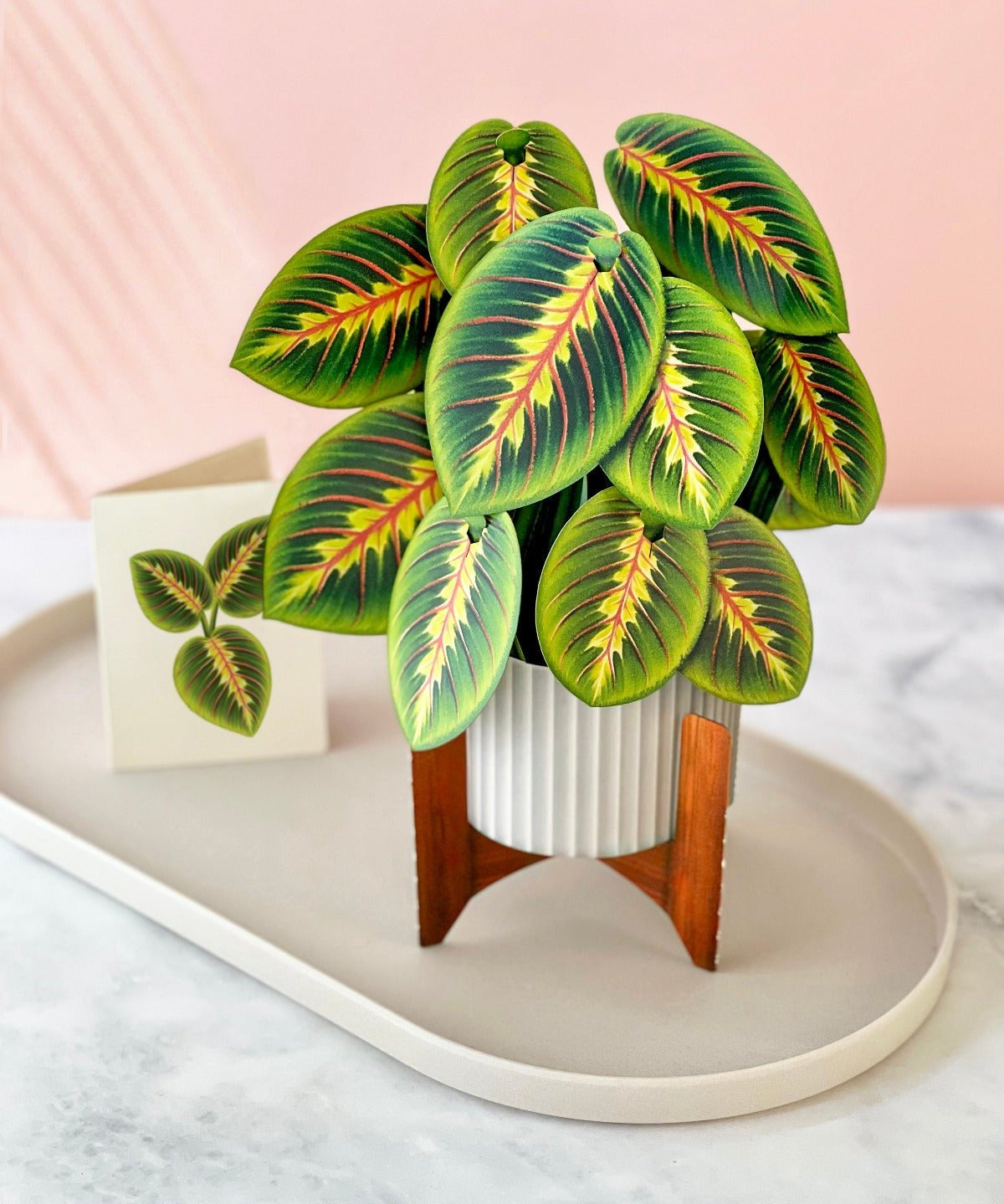 Prayer Plant - FreshCut Paper