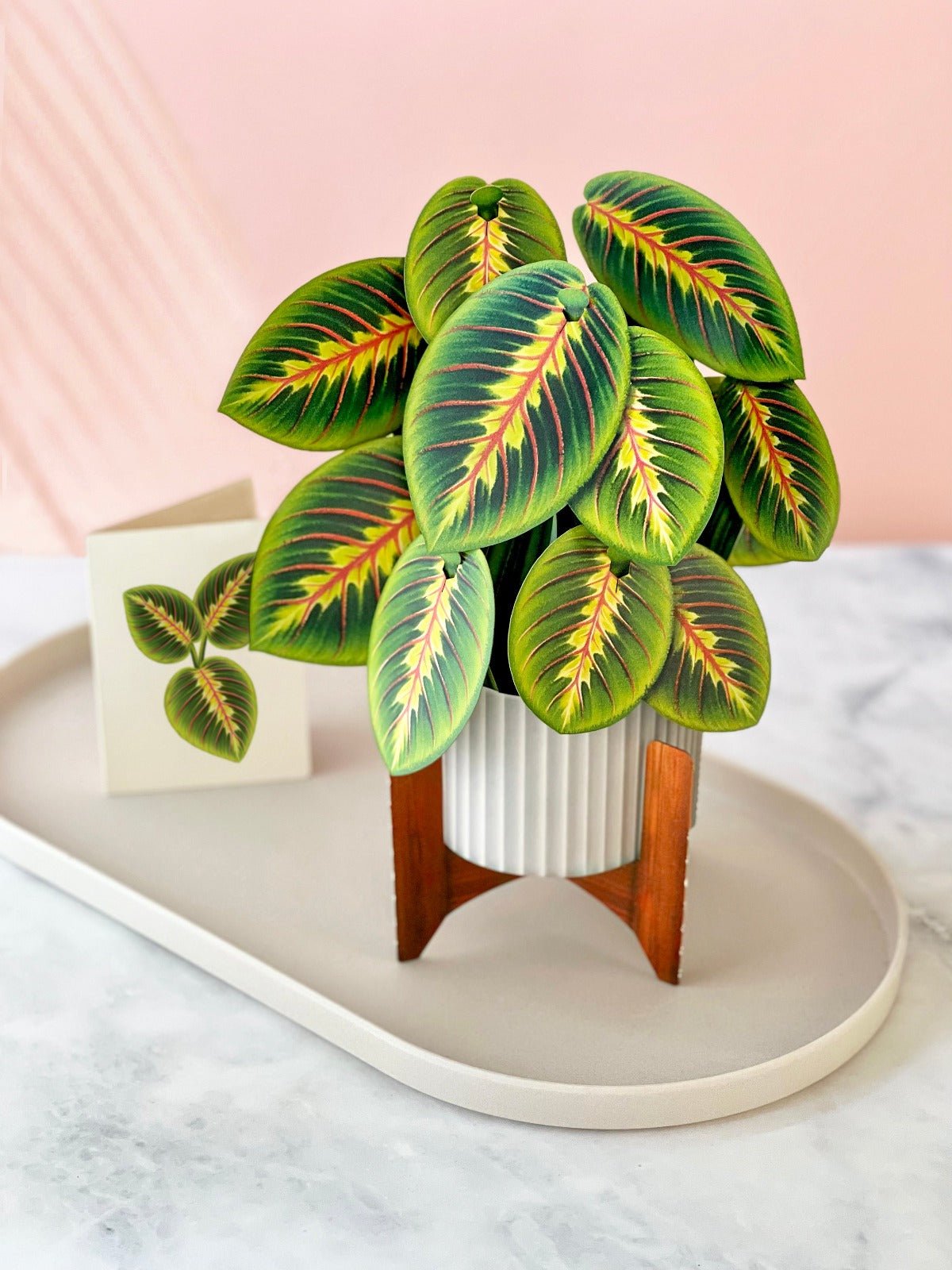 Prayer Plant - FreshCut Paper