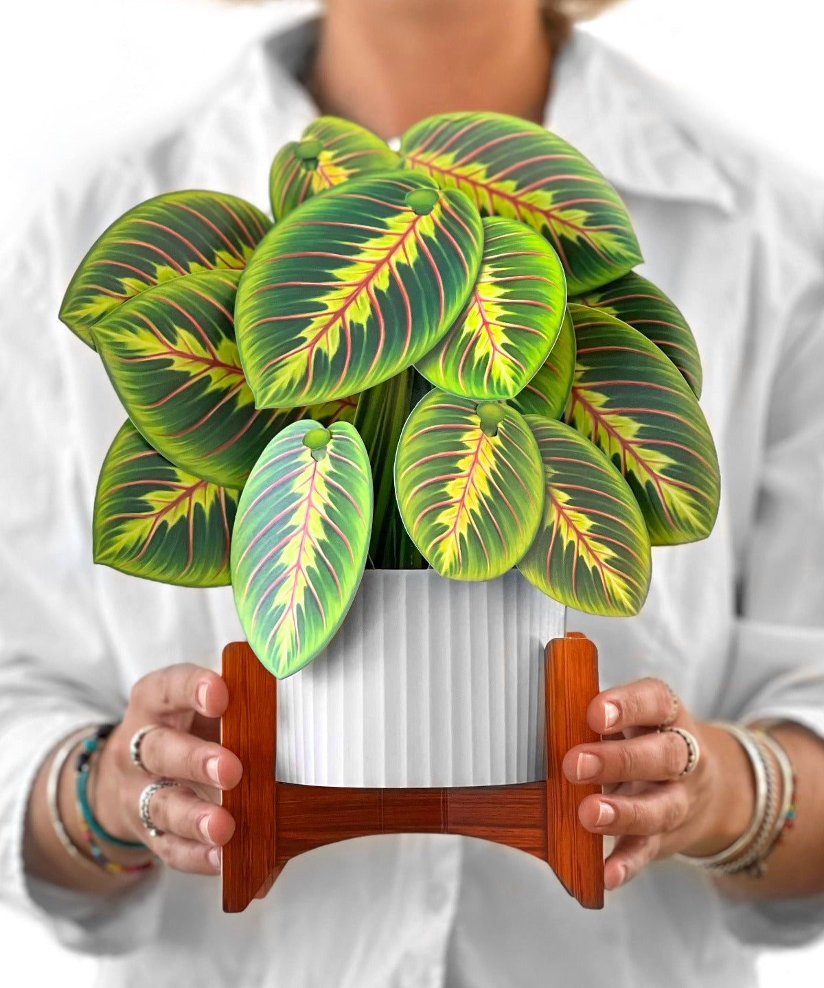 Prayer Plant - FreshCut Paper