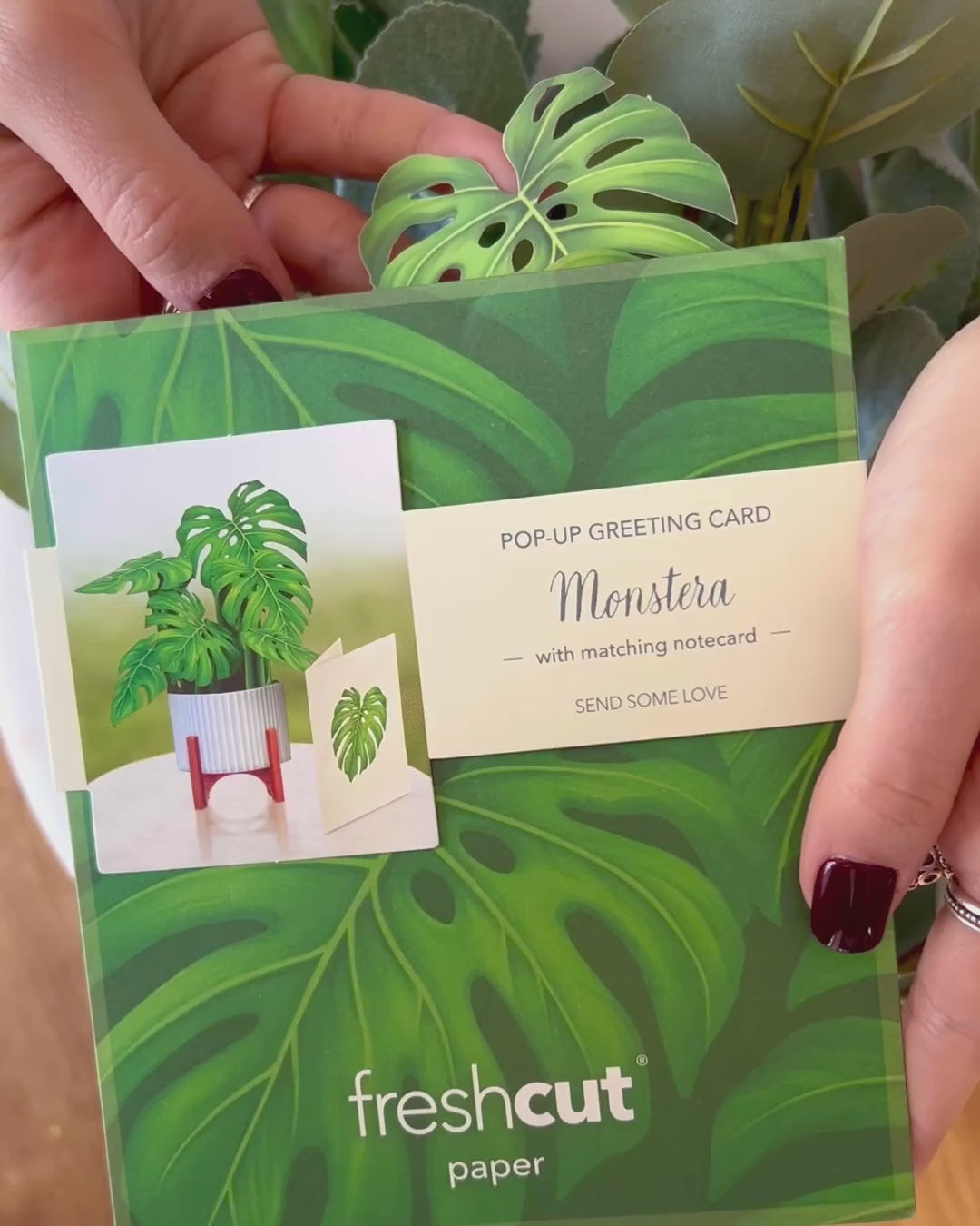 Mini Monstera Unboxing Video