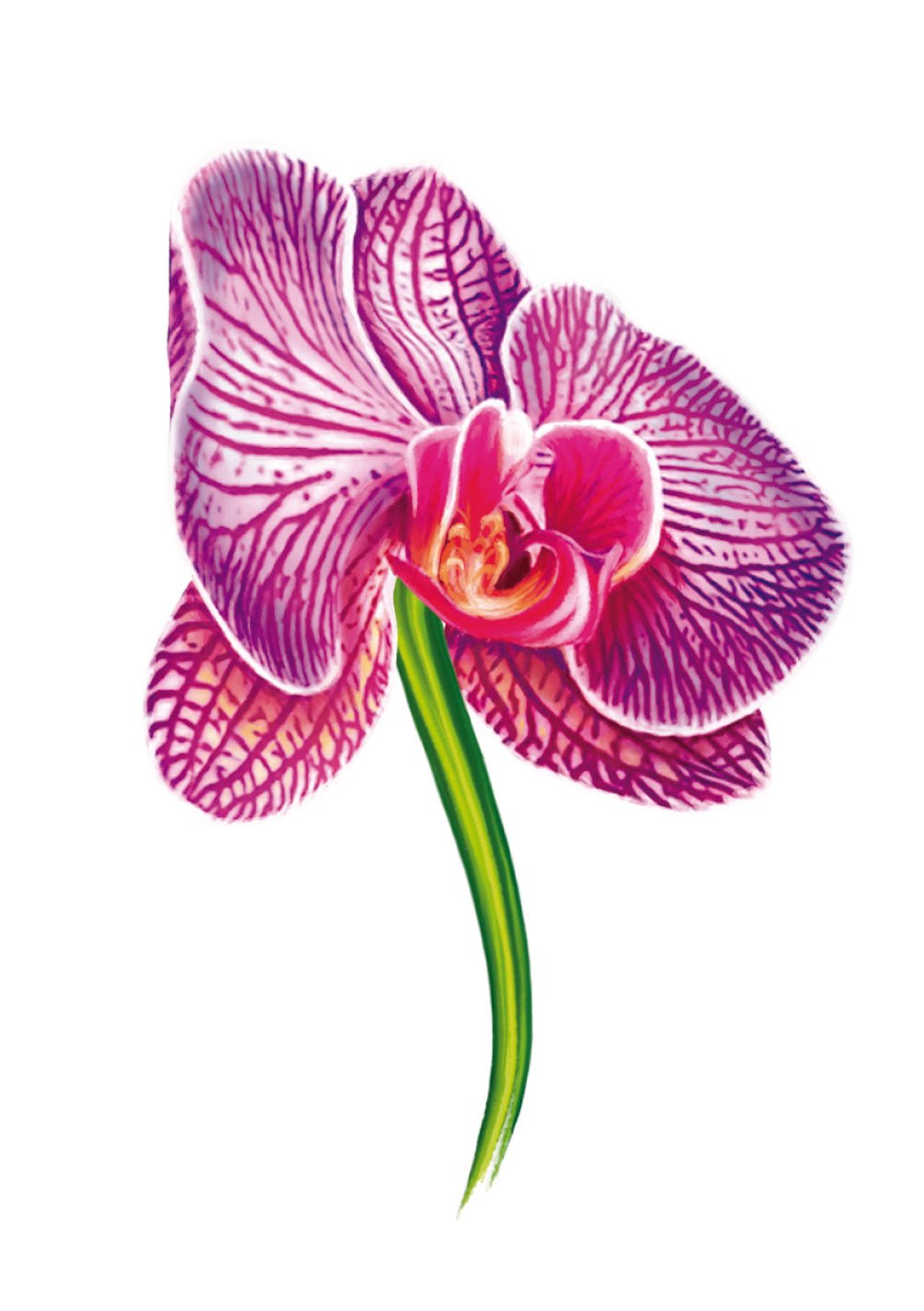 Purple Orchid Card - FreshCut Paper