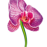 Purple Orchid Card - FreshCut Paper