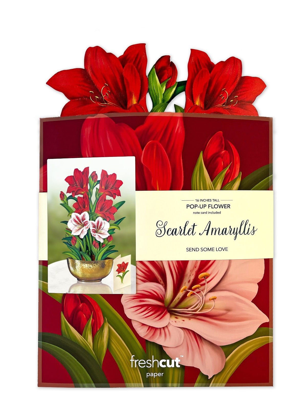 Scarlet Amaryllis - FreshCut Paper