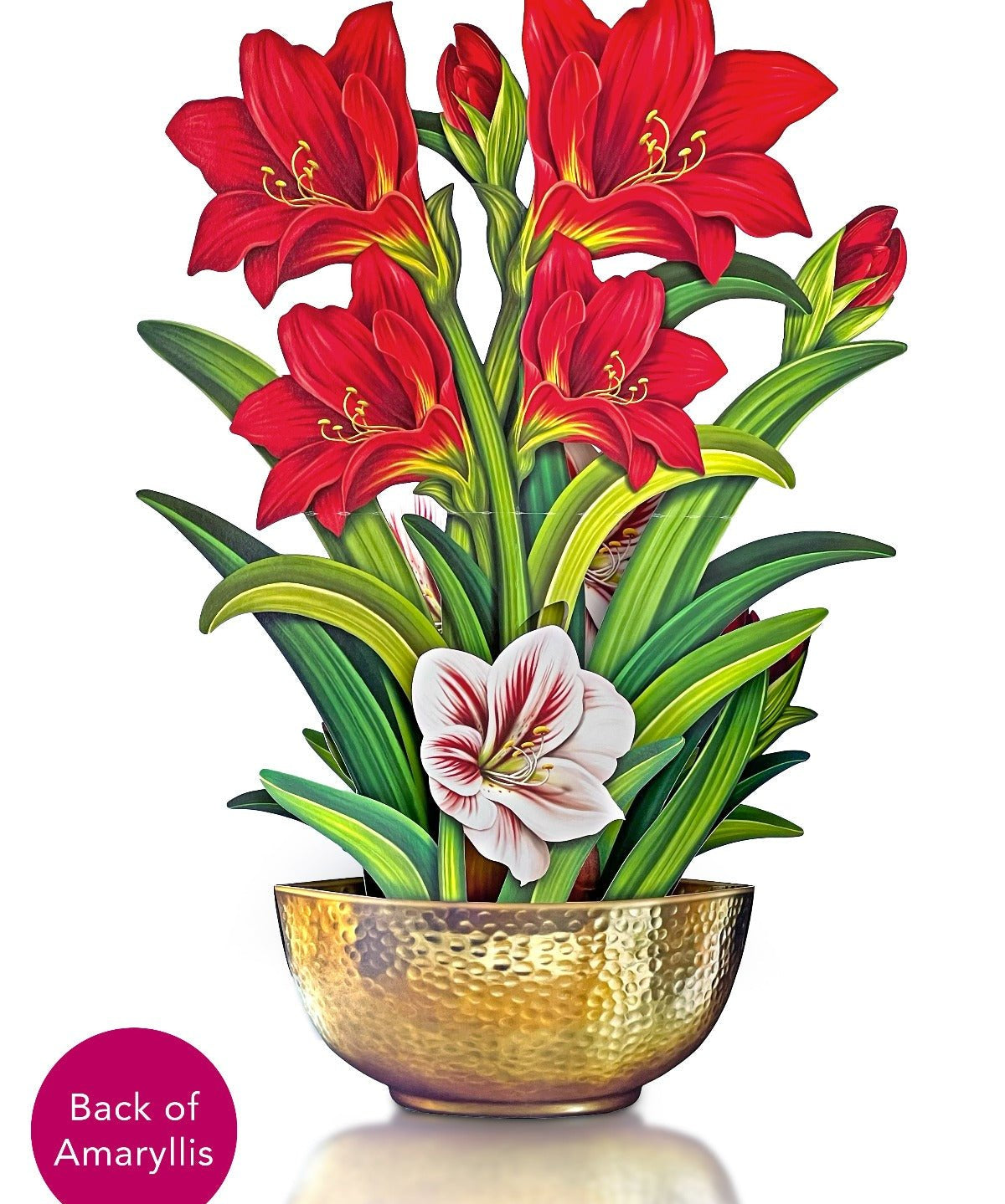 Scarlet Amaryllis - FreshCut Paper