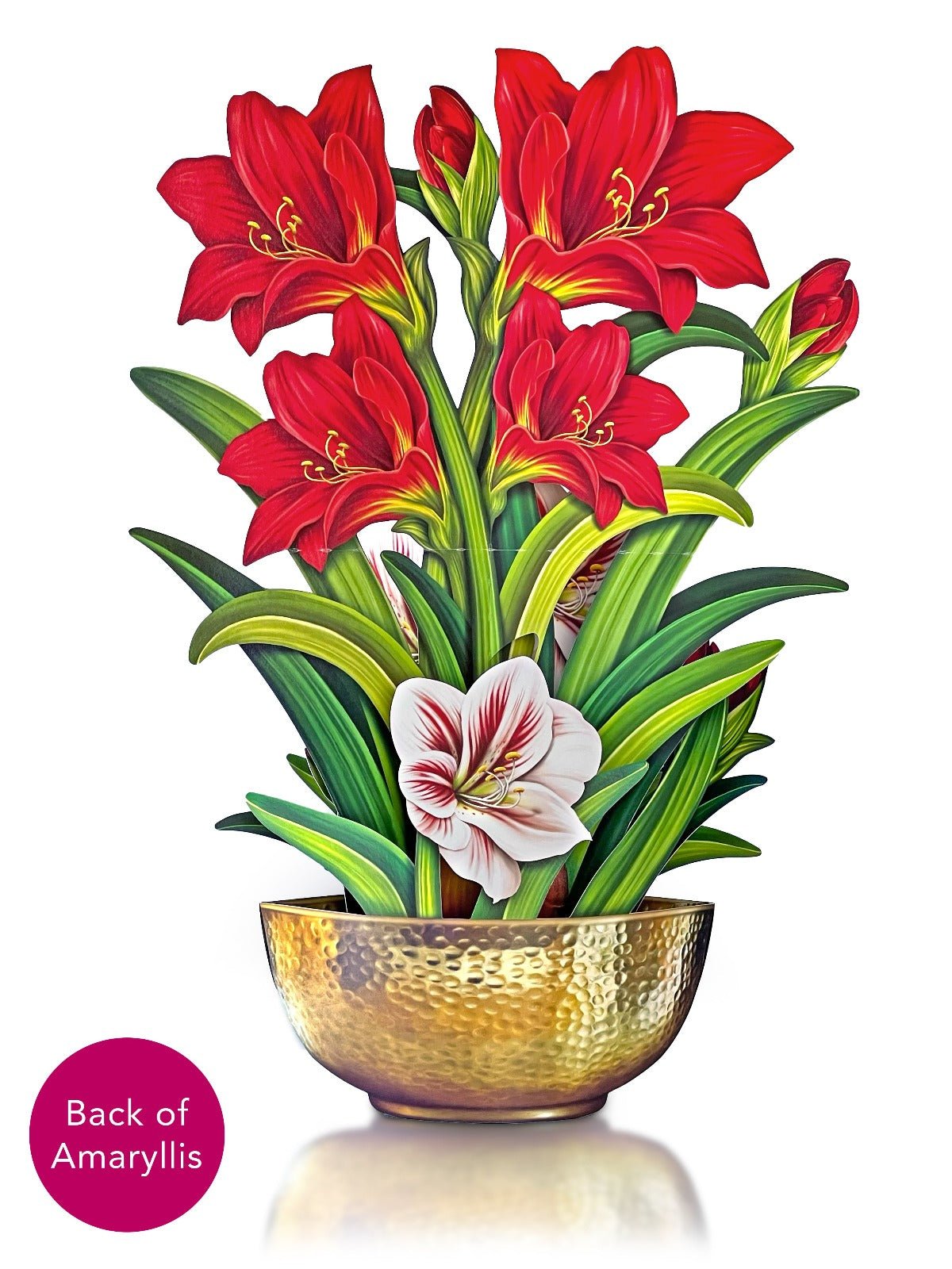 Scarlet Amaryllis - FreshCut Paper