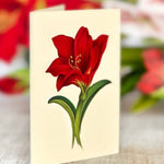 Scarlet Amaryllis - FreshCut Paper