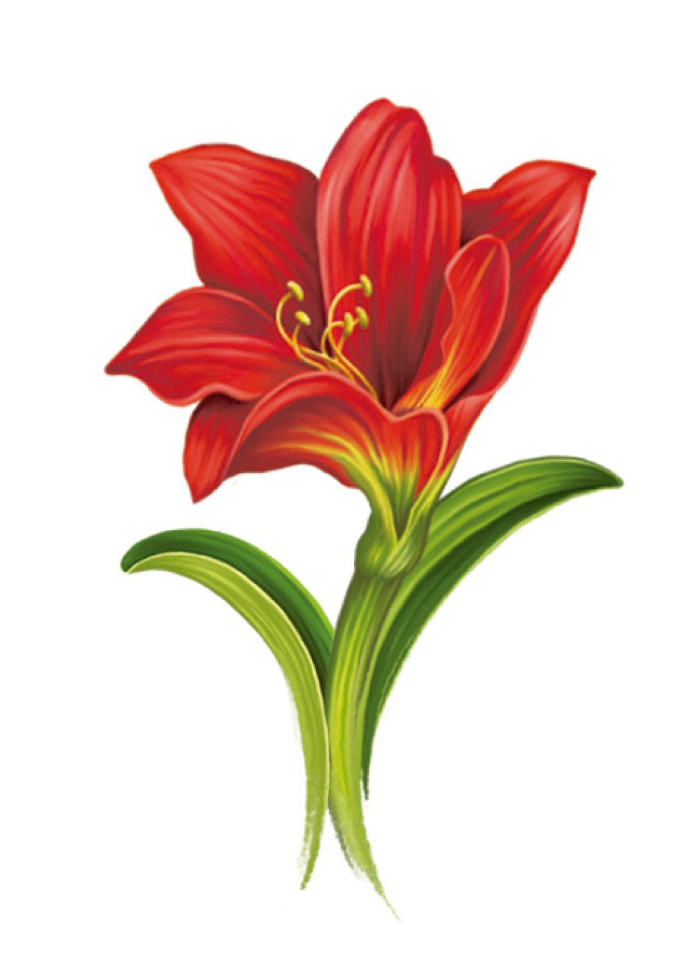 Scarlet Amaryllis Card - FreshCut Paper