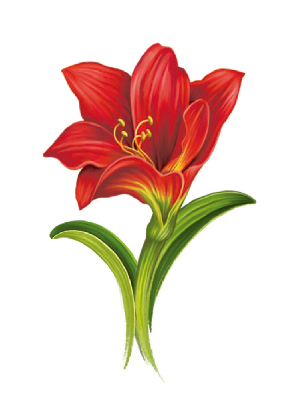 Scarlet Amaryllis Card - FreshCut Paper