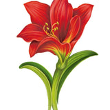 Scarlet Amaryllis Card - FreshCut Paper