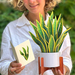 Snake Plant - FreshCut Paper