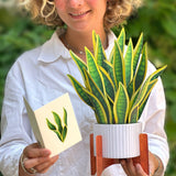 Snake Plant - FreshCut Paper