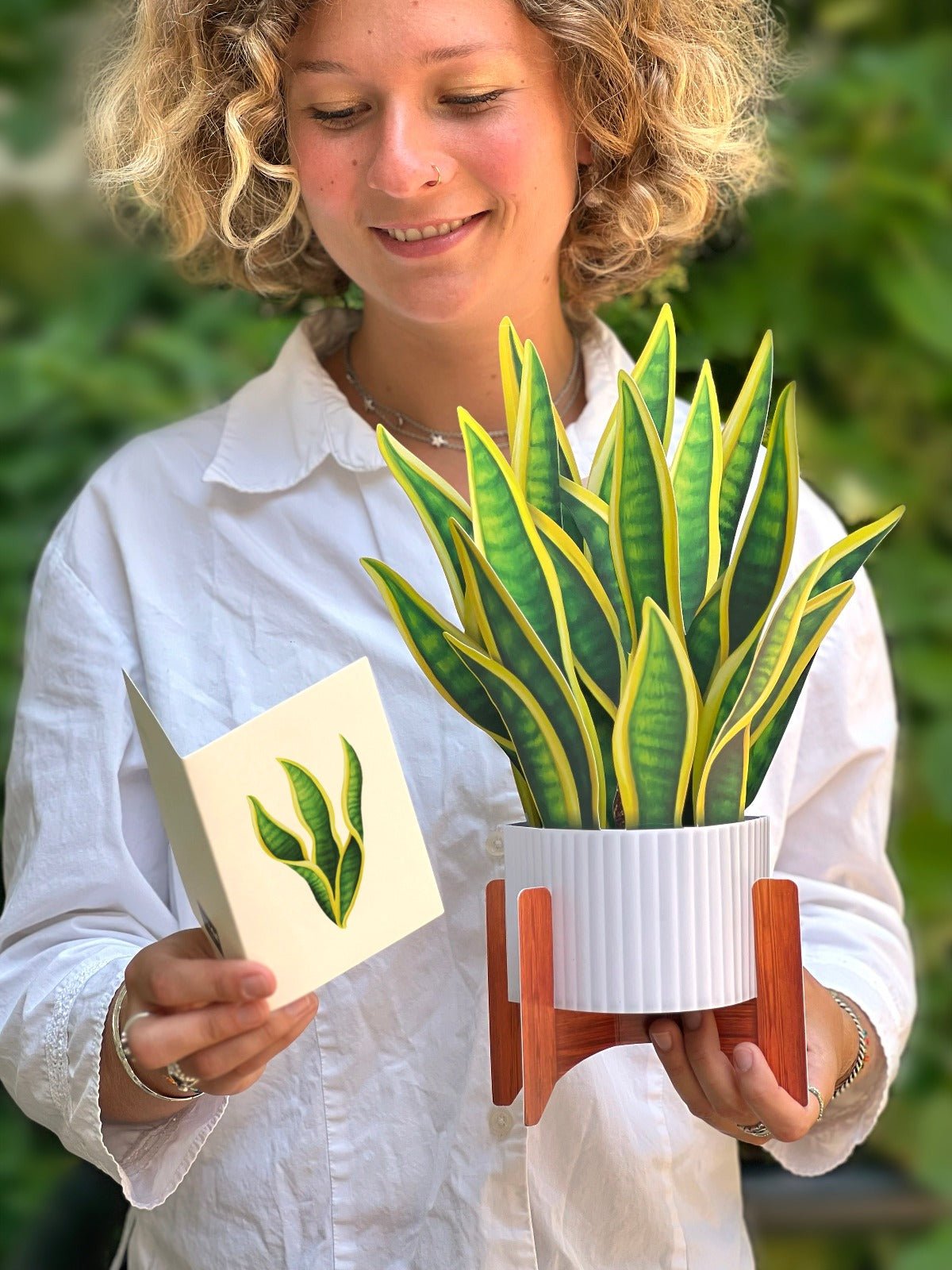 Snake Plant - FreshCut Paper