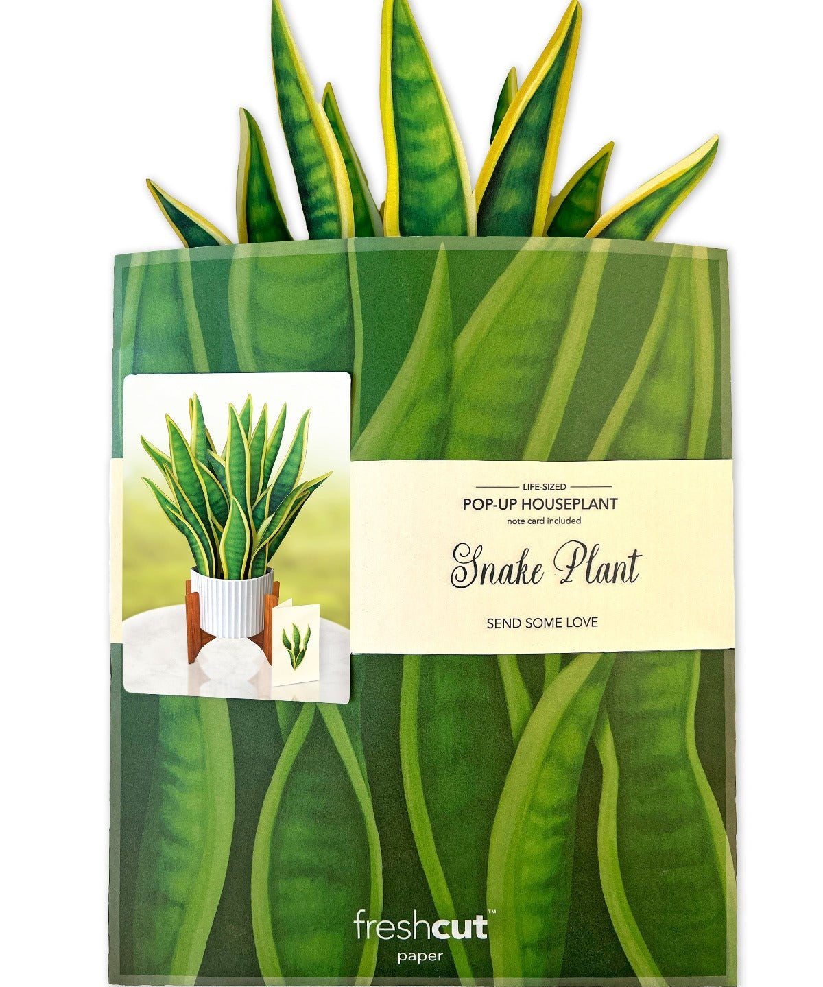 Snake Plant - FreshCut Paper