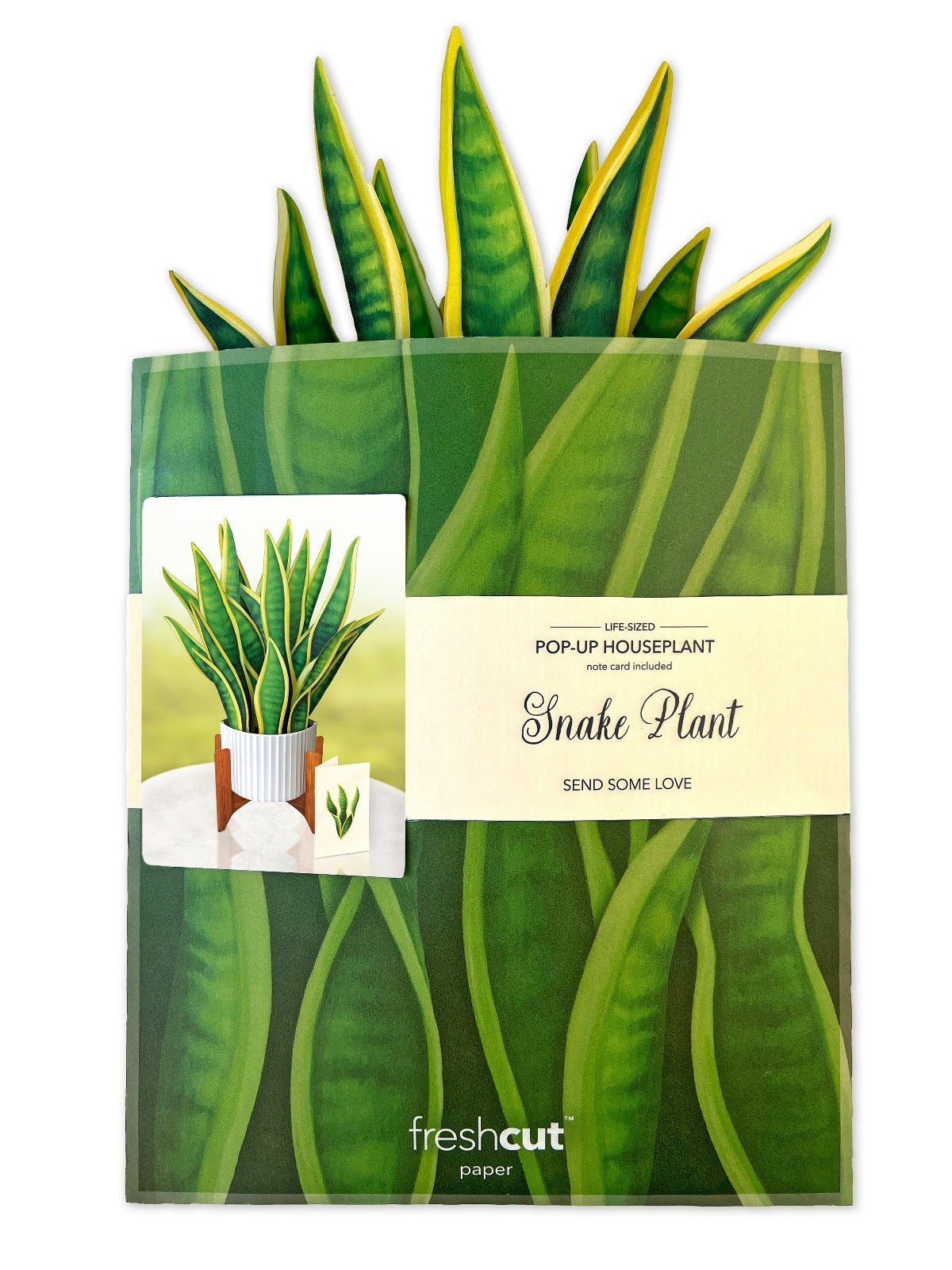 Snake Plant - FreshCut Paper