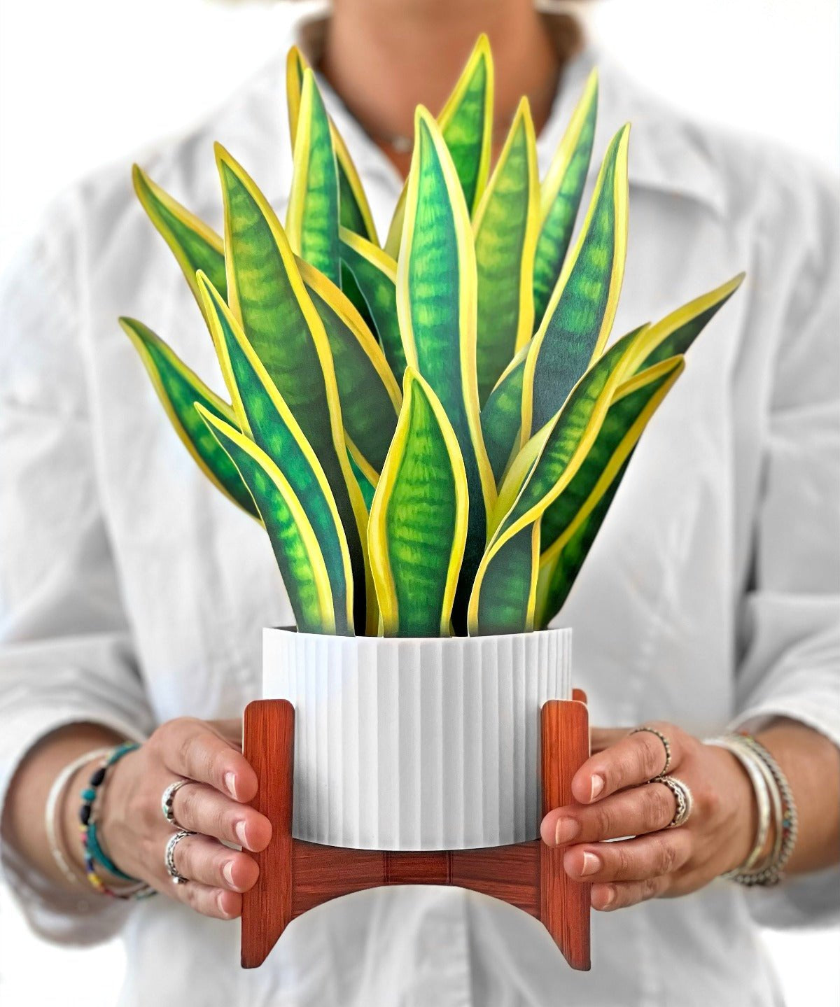 Snake Plant - FreshCut Paper