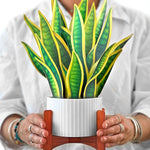 Snake Plant - FreshCut Paper