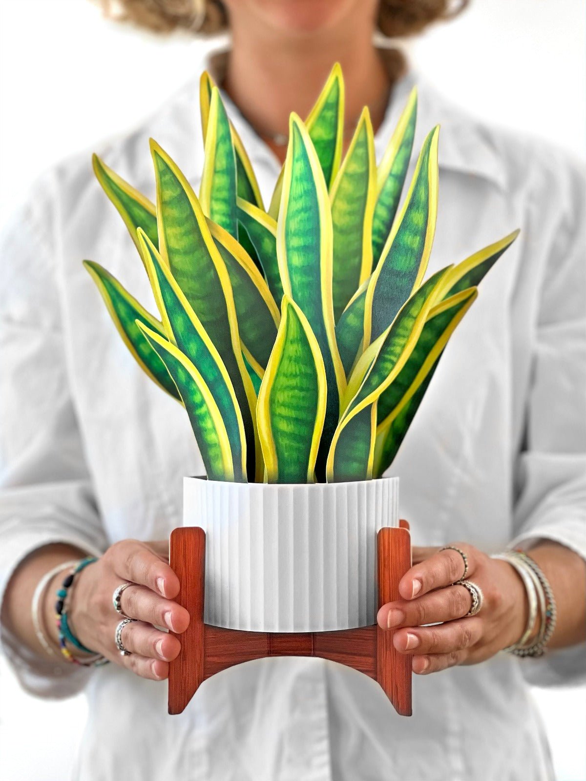 Snake Plant - FreshCut Paper