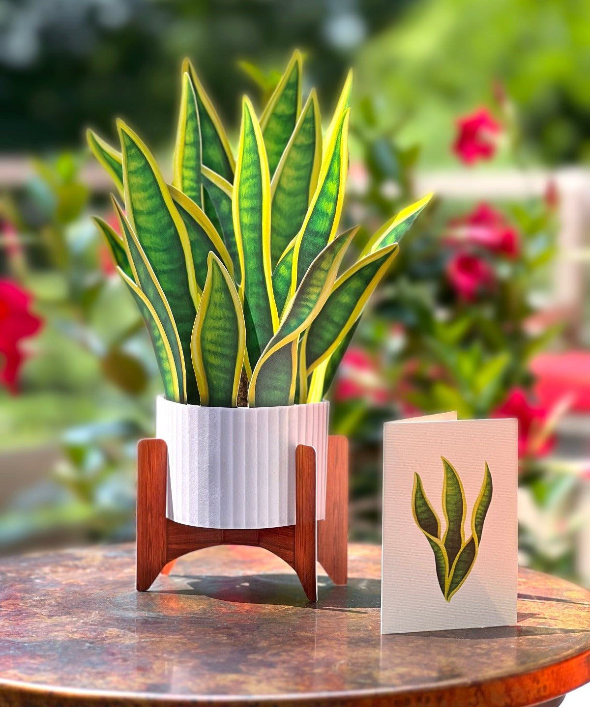 Snake Plant - FreshCut Paper