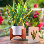 Snake Plant - FreshCut Paper