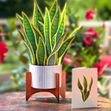 Snake Plant - FreshCut Paper